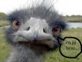 /album/fotogalerij-fotos/very-funny-animal-faces-13-jpg/