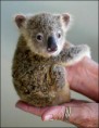 /album/schattige-dieren/babykoala-jpg/