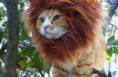 /album/schattige-dieren/dieren7-400x259-jpg/