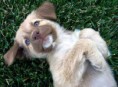 /album/schattige-dieren/dusty4co-jpg/