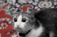 /album/schattige-dieren/grappige-dieren-15-jpg/