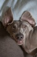 /album/schattige-dieren/grappige-hond-jpg/