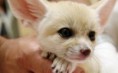 /album/schattige-dieren/lieve-dieren-uitsterven-ft-293x180-jpg/
