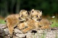 /album/schattige-dieren/lynx-jongen-jpg/