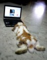 /album/schattige-dieren/schattige-dieren-00421208448800-jpg/