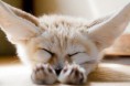 /album/schattige-dieren/schattige-dieren-voor-dierendag-18-jpg/