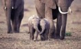 /album/schattige-dieren/schattige-dieren-voor-dierendag-22-jpg/