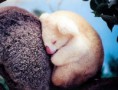 /album/schattige-dieren/schattige-dieren-voor-dierendag-43-jpg/