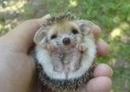 /album/schattige-dieren/schattige-egel-jpg/